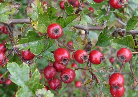 Hawthorn 40 - 80cm - Maelor Forest Nurseries Ltd