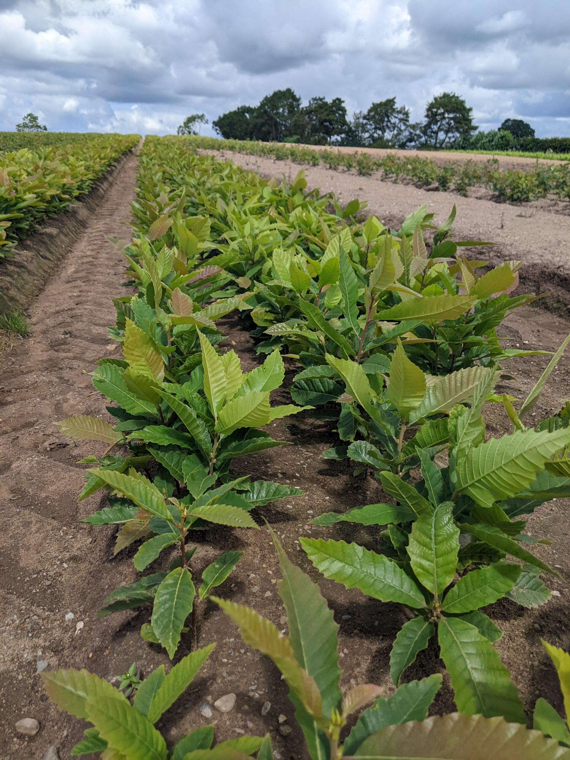 sweet-chestnut-15-30cm-maelor-forest-nurseries-ltd